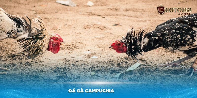 Luật chơi đá gà Campuchia