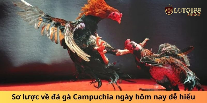 Sơ lược thông tin về đá gà Campuchia